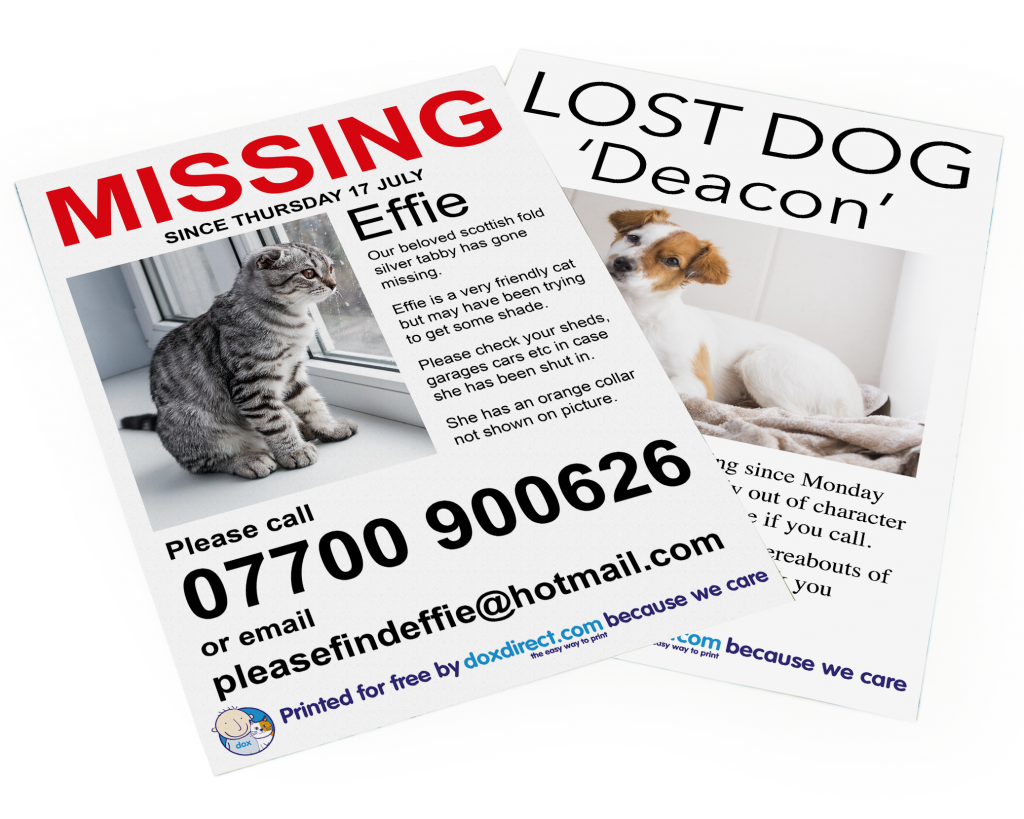 missing cat posters