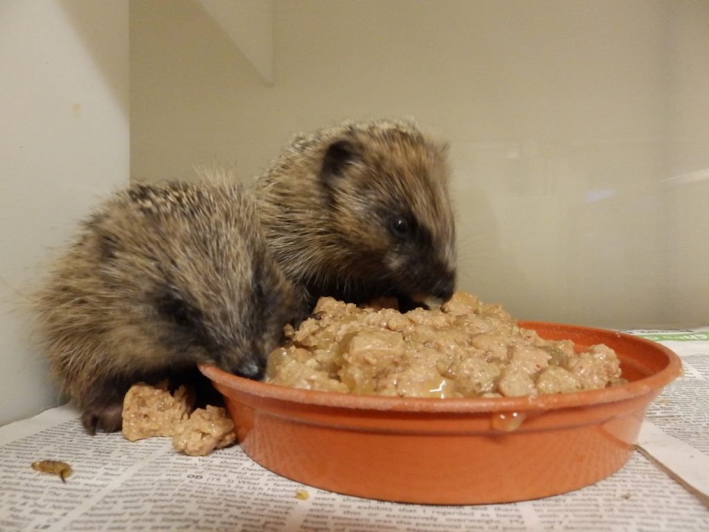 rescue hedgehogs