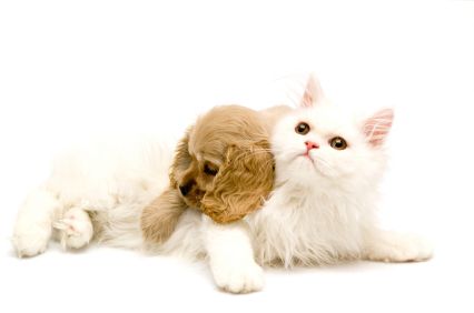 Puppy and kitten